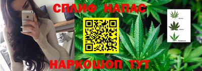 прущие грибы Бийск